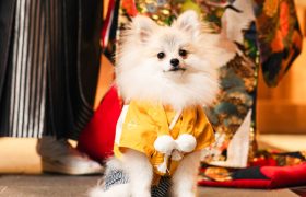 【大切な家族と一緒に】披露宴も参加OK◎ペットW相談会