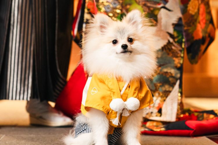 【大切な家族と一緒に】披露宴も参加OK◎ペットW相談会